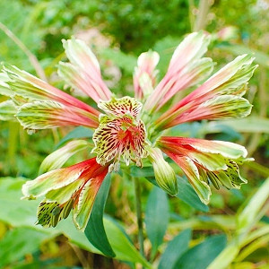 Alstroemeria psittacina, Parrot Lily, Red Lily, Bicolor Peruvian Lily, Red Alstroemeria, Lily flower, Lily Flower